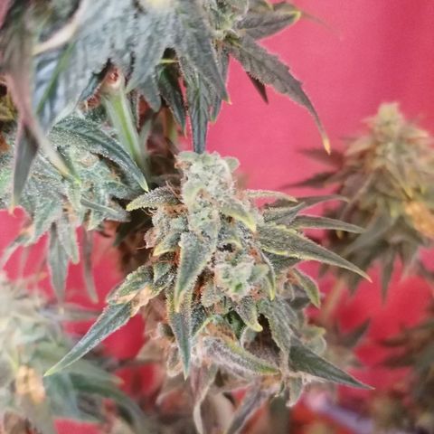 Wedding Cake 2 growlog timeline photo