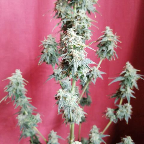 Wedding Cake 2 growlog timeline photo