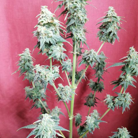 Wedding Cake 2 growlog timeline photo