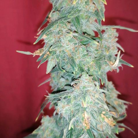 Wedding Cake 2 growlog timeline photo