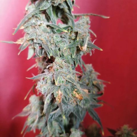 Wedding Cake 2 growlog timeline photo
