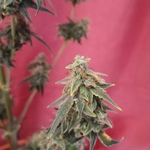 Wedding Cake 2 growlog timeline photo