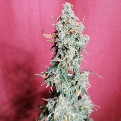 Wedding Cake 2 growlog timeline photo