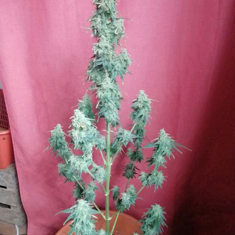 Wedding Cake 2 growlog timeline photo