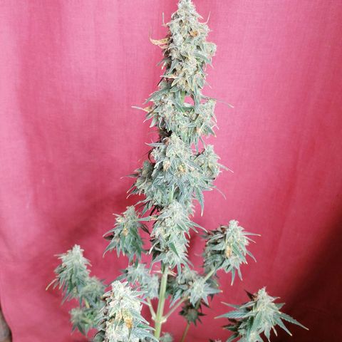 Wedding Cake 2 growlog timeline photo