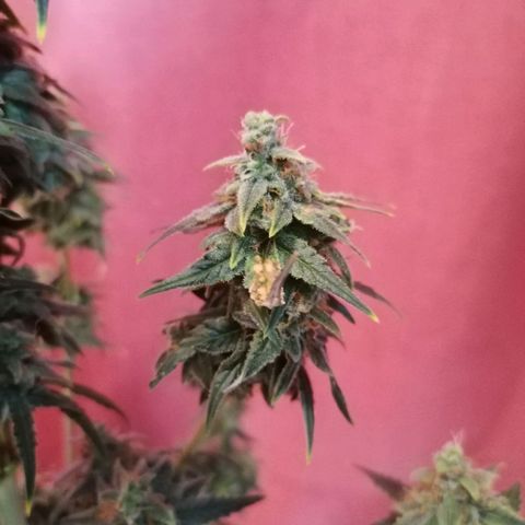 Wedding Cake 2 growlog timeline photo