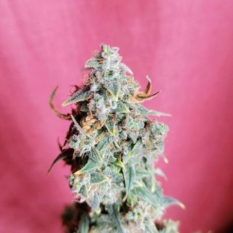 Wedding Cake 2 growlog timeline photo