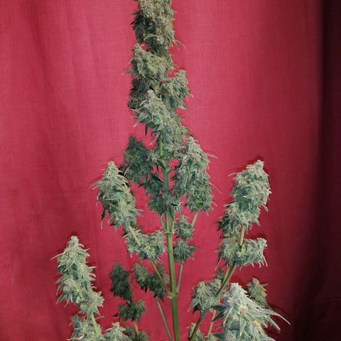 Wedding Cake 2 growlog timeline photo
