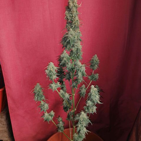 Wedding Cake 2 growlog timeline photo