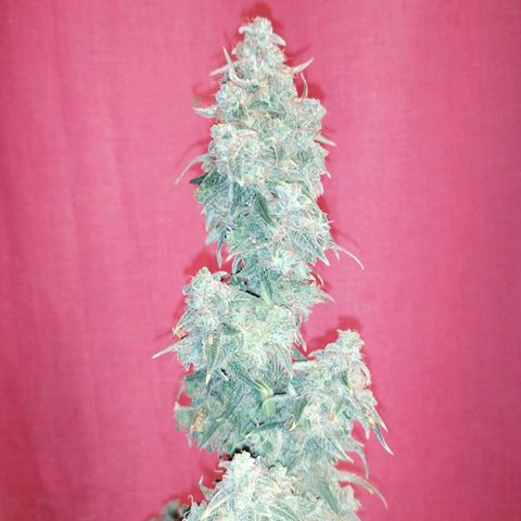 Wedding Cake 2 growlog timeline photo