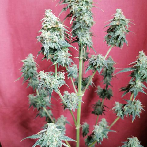 Wedding Cake 2 growlog timeline photo