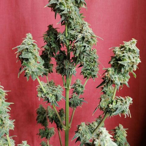 Wedding Cake 2 growlog timeline photo
