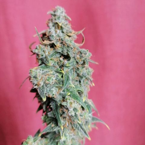 Wedding Cake 2 growlog timeline photo