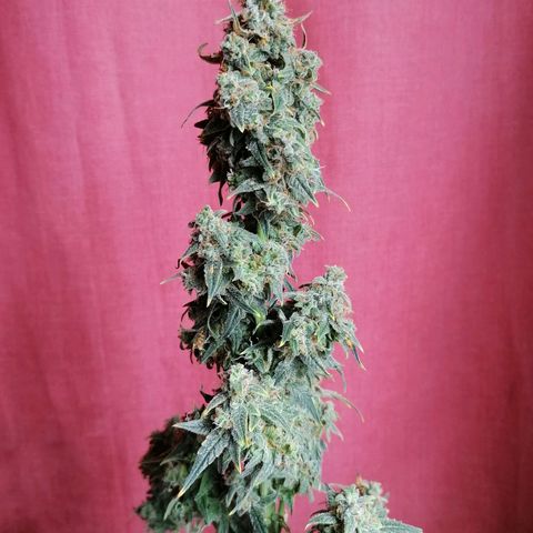 Wedding Cake 2 growlog timeline photo