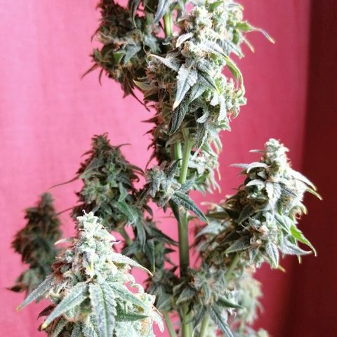 Wedding Cake 2 growlog timeline photo