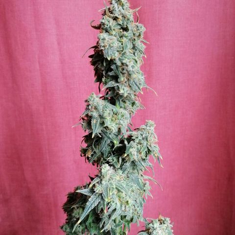 Wedding Cake 2 growlog timeline photo