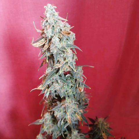 Wedding Cake 2 growlog timeline photo