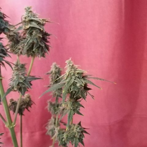 Wedding Cake 2 growlog timeline photo