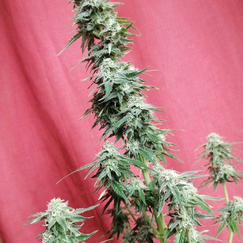 Wedding Cake 2 growlog timeline photo