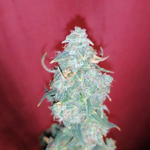 Wedding Cake 2 growlog timeline photo