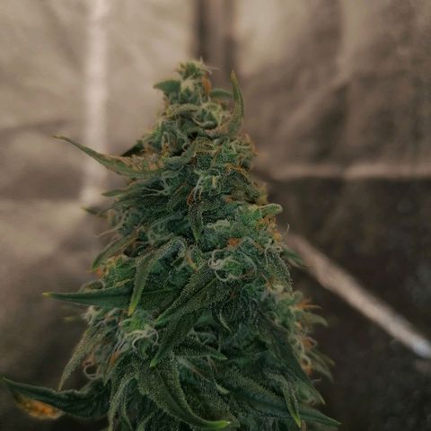 Wedding Cake 2 growlog timeline photo