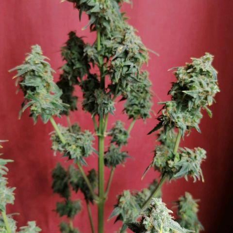 Wedding Cake 2 growlog timeline photo