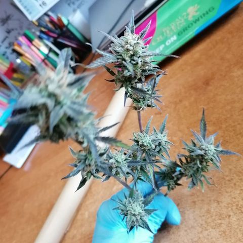 HulkBerry Automatic growlog timeline photo