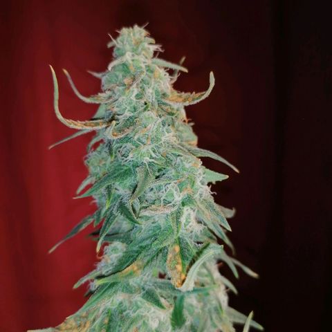 Wedding Cake 2 growlog timeline photo