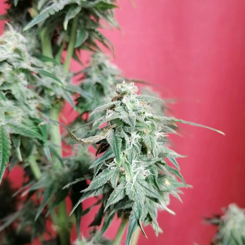 Wedding Cake 2 growlog timeline photo