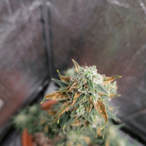 Wedding Cake 2 growlog timeline photo