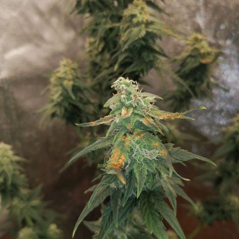 Wedding Cake 2 growlog timeline photo