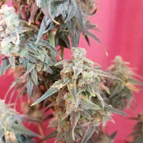 Wedding Cake 2 growlog timeline photo