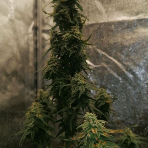 Wedding Cake 2 growlog timeline photo
