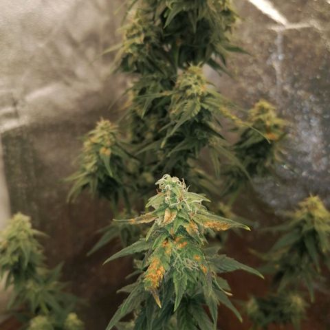 Wedding Cake 2 growlog timeline photo