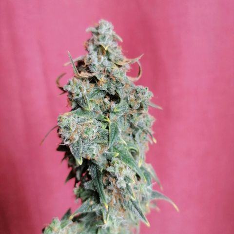 Wedding Cake 2 growlog timeline photo