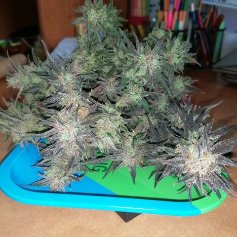 HulkBerry Automatic growlog timeline photo