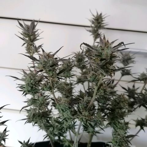 HulkBerry Automatic growlog timeline photo