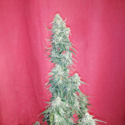 Wedding Cake 2 growlog timeline photo