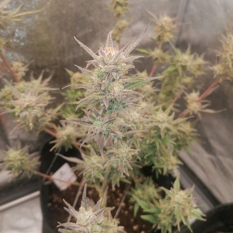 HulkBerry Automatic growlog timeline photo