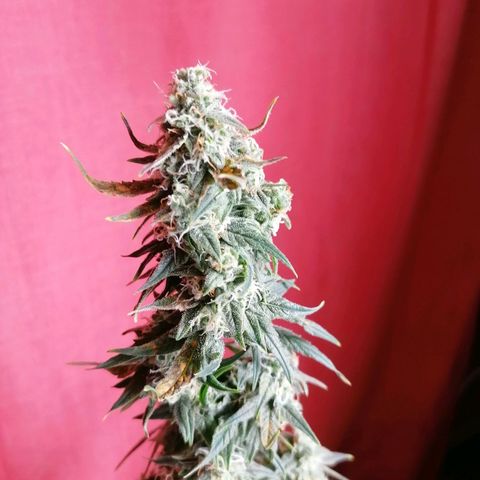 Wedding Cake 2 growlog timeline photo