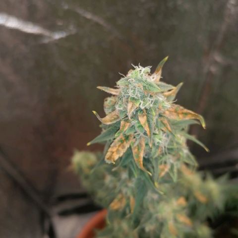Wedding Cake 2 growlog timeline photo