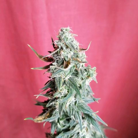 Wedding Cake 2 growlog timeline photo