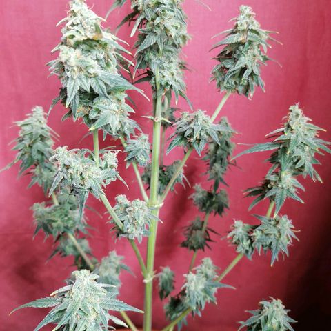 Wedding Cake 2 growlog timeline photo