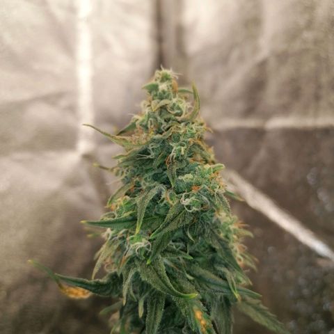 Wedding Cake 2 growlog timeline photo