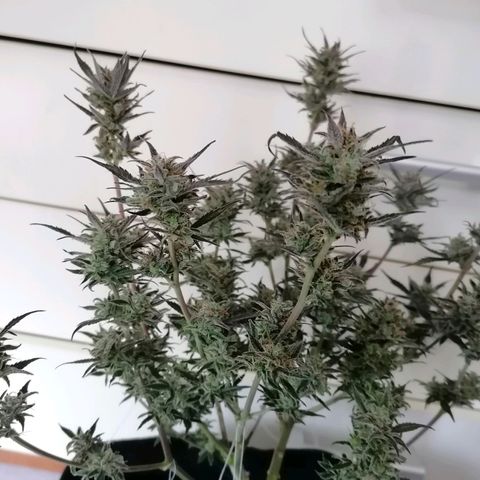 HulkBerry Automatic growlog timeline photo