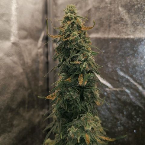 Wedding Cake 2 growlog timeline photo