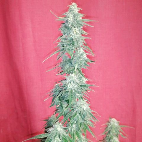 Wedding Cake 2 growlog timeline photo