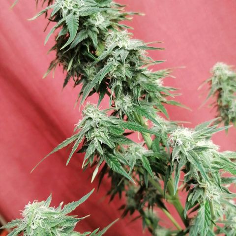 Wedding Cake 2 growlog timeline photo