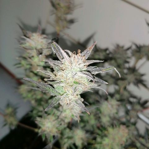 HulkBerry Automatic growlog timeline photo