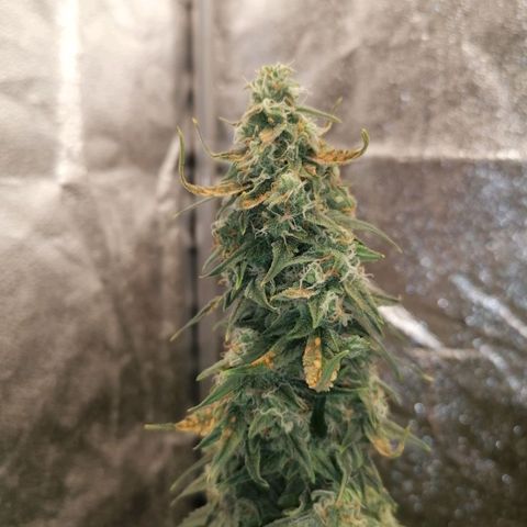 Wedding Cake 2 growlog timeline photo